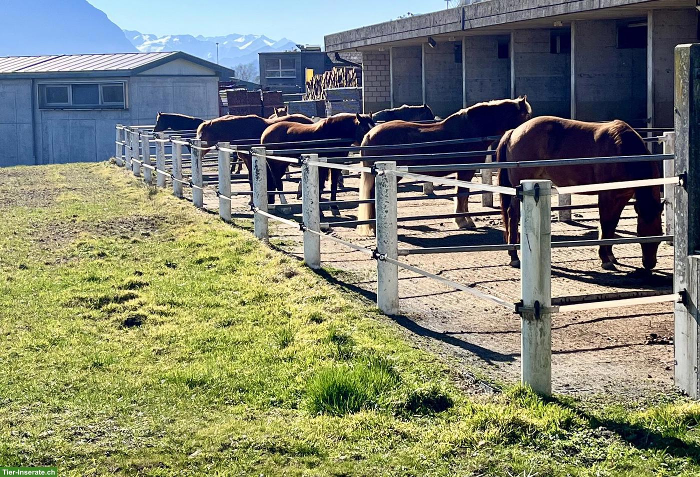 Bild 2: Freie Pferde-Pensionsplätze auf der AH Ranch in Gams SG