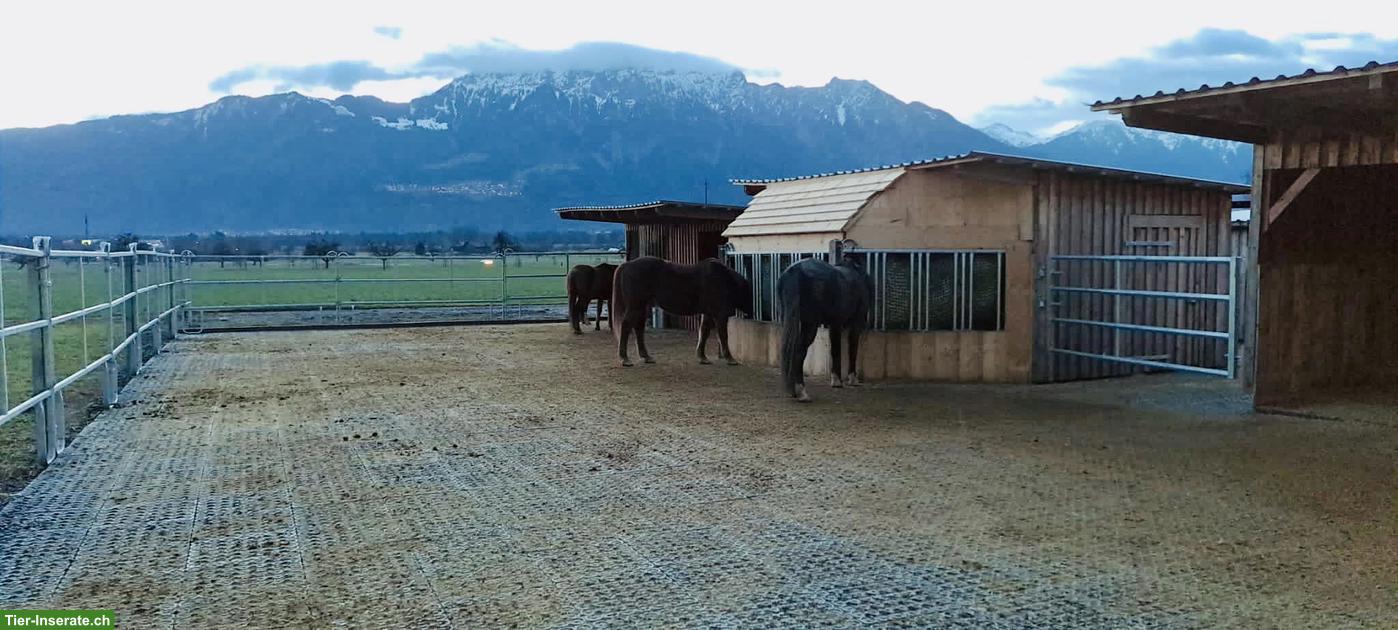 Bild 3: Freie Pferde-Pensionsplätze auf der AH Ranch in Gams SG