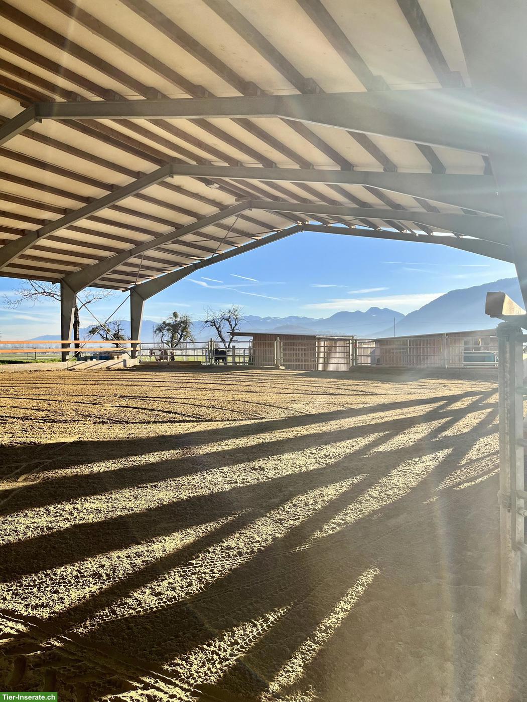 Bild 5: Freie Pferde-Pensionsplätze auf der AH Ranch in Gams SG
