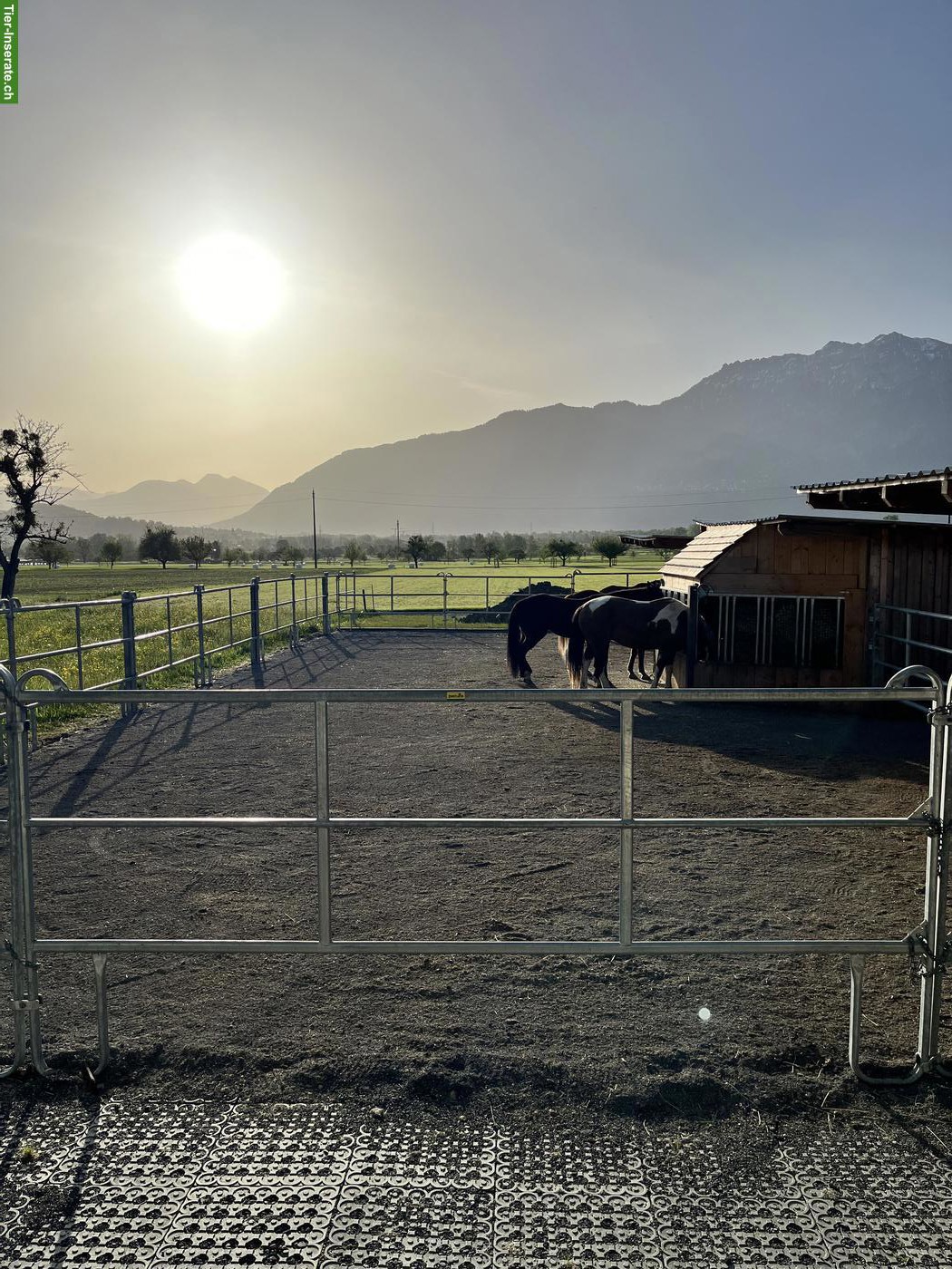 Bild 7: Freie Pferde-Pensionsplätze auf der AH Ranch in Gams SG