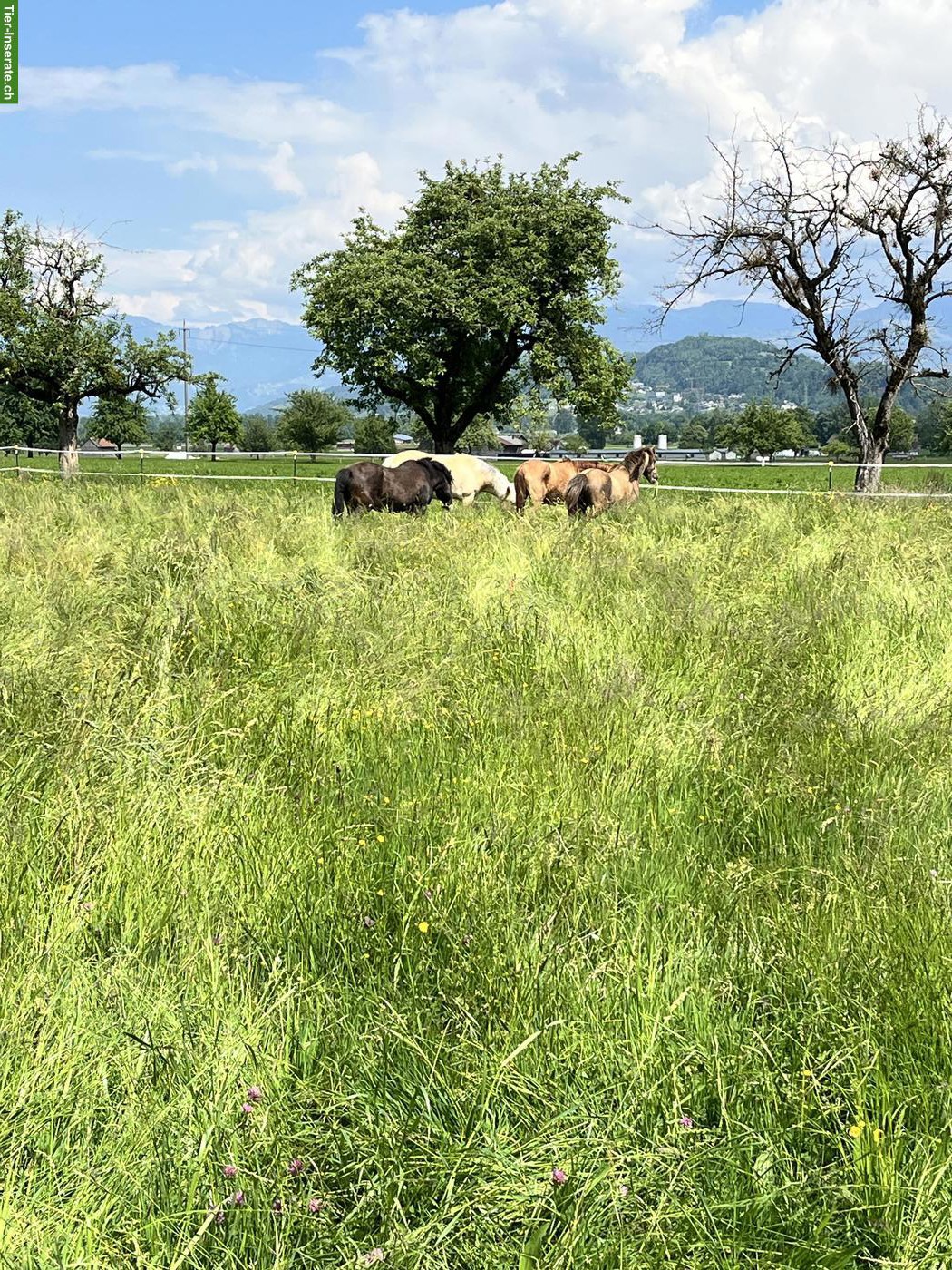 Bild 8: Freie Pferde-Pensionsplätze auf der AH Ranch in Gams SG