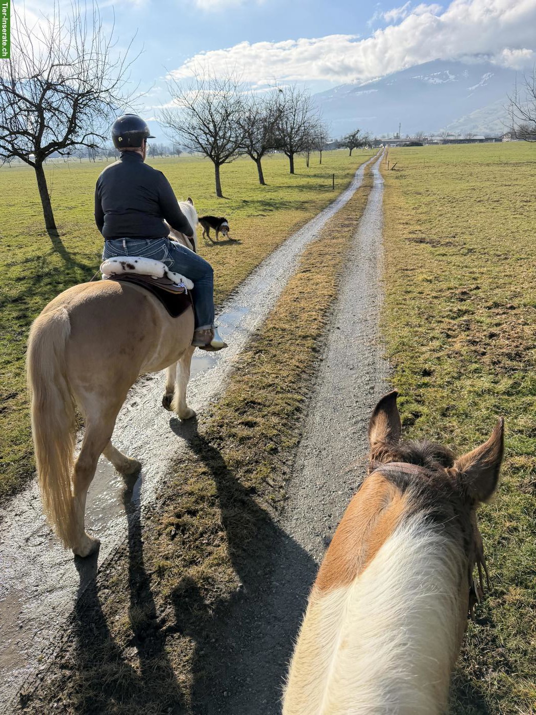 Bild 9: Freie Pferde-Pensionsplätze auf der AH Ranch in Gams SG