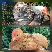 2 Zwerg Cochin Hähne suchen eine eigene Hennenschar