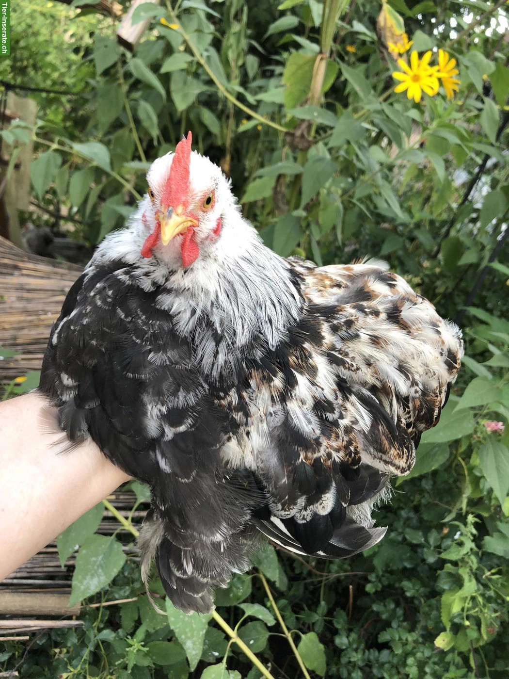 Bild 3: 2 Zwerg Cochin Hähne suchen eine eigene Hennenschar