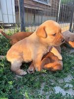 Labrador Welpen mit Stammbaum