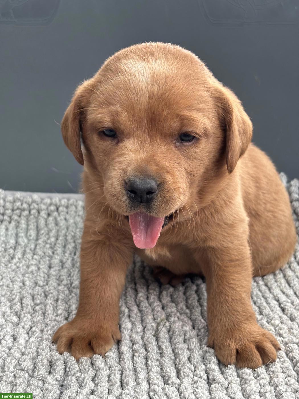 Bild 3: Labrador Welpen mit Stammbaum
