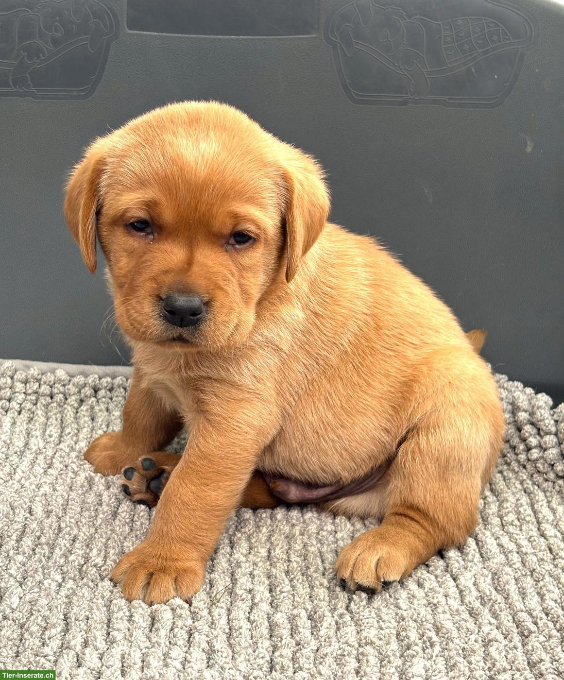 Bild 4: Labrador Welpen mit Stammbaum