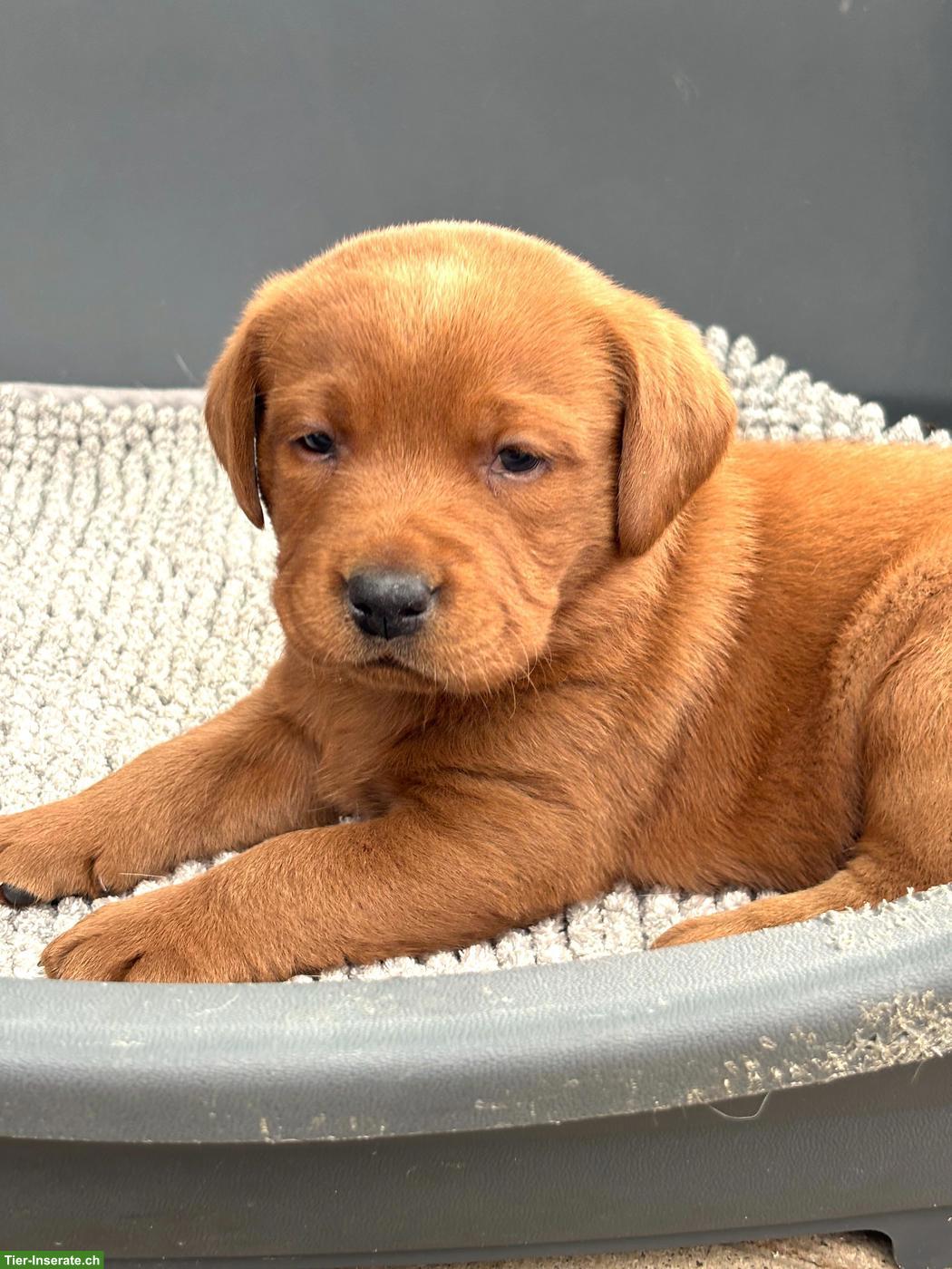 Bild 5: Labrador Welpen mit Stammbaum