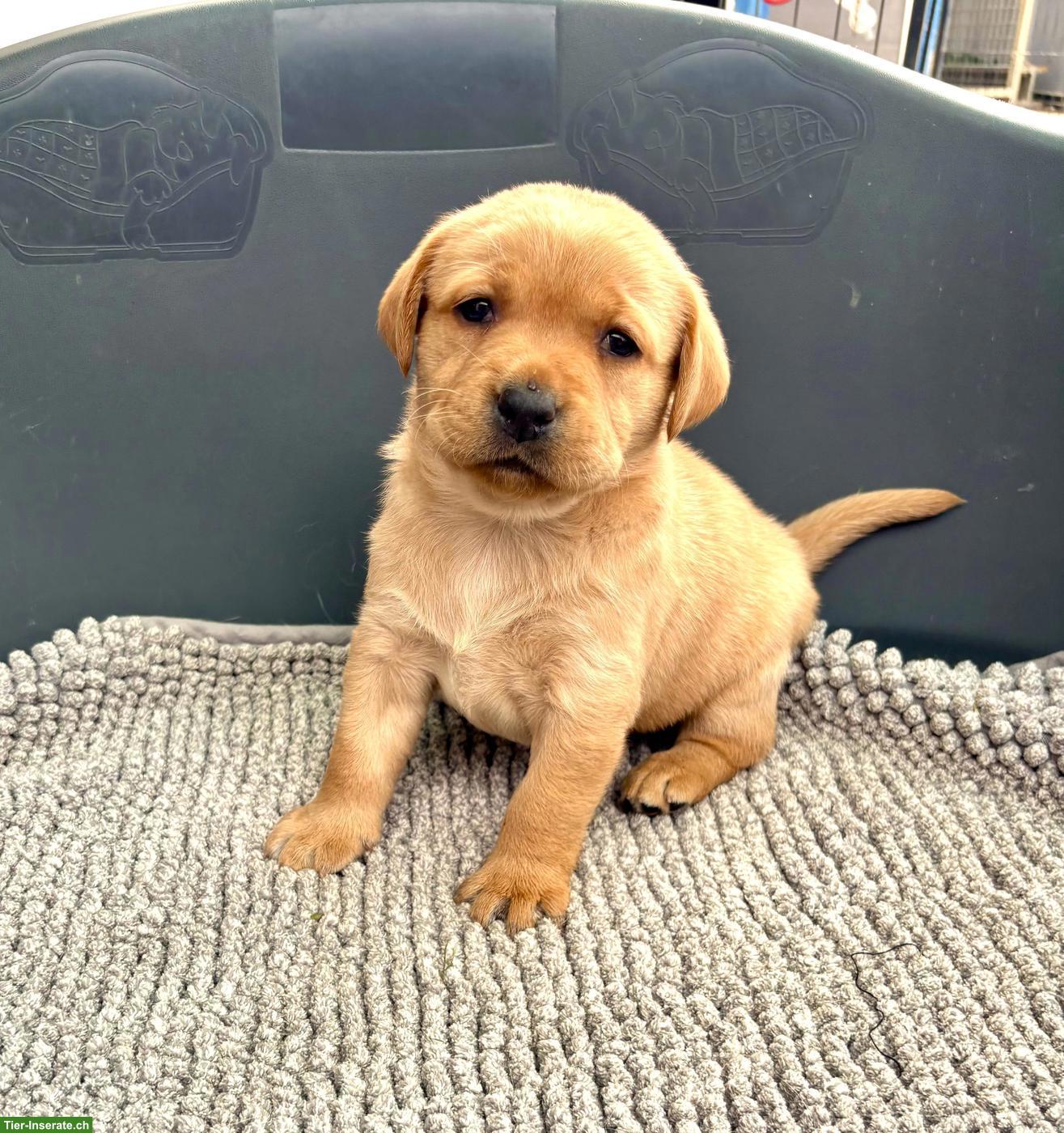 Bild 6: Labrador Welpen mit Stammbaum