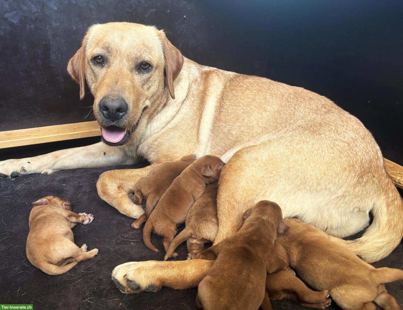 Bild 7: Labrador Welpen mit Stammbaum