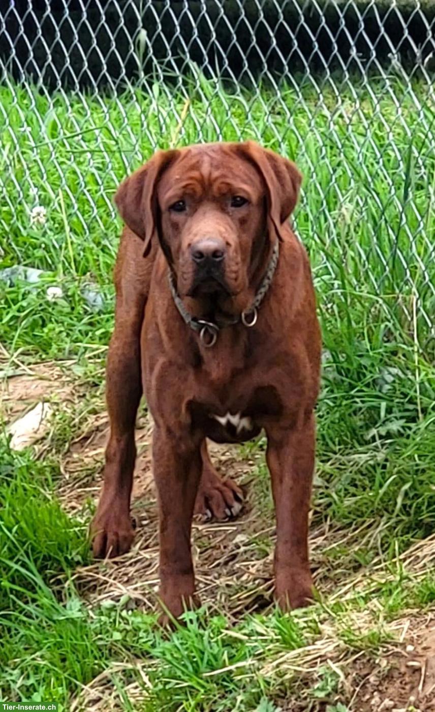 Bild 8: Labrador Welpen mit Stammbaum