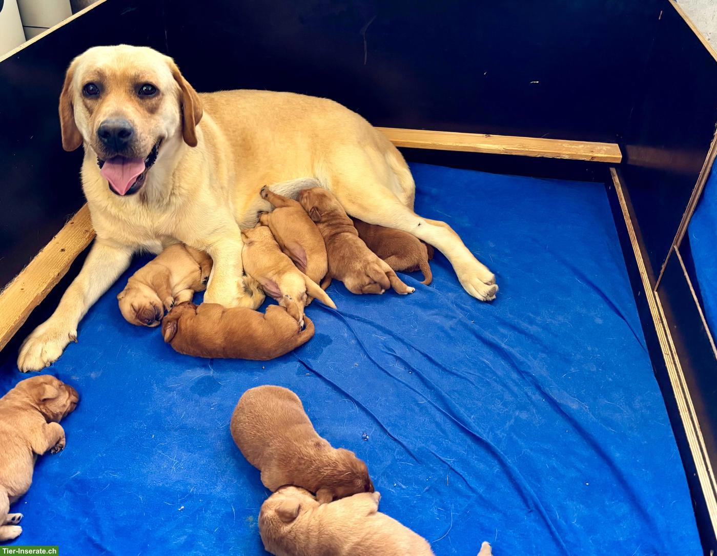 Bild 9: Labrador Welpen mit Stammbaum