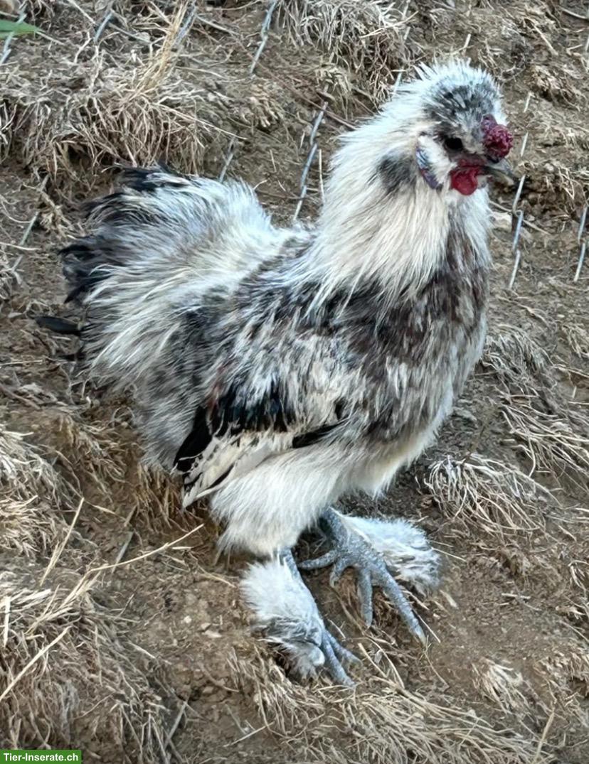 Zwerg-Seidenhahn gratis abzugeben 🐓🤍