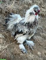 Zwerg-Seidenhahn gratis abzugeben 🐓🤍