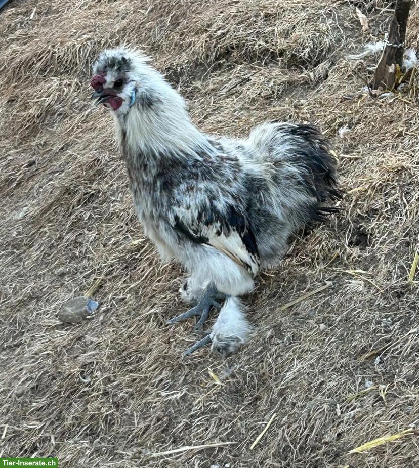 Bild 3: Zwerg-Seidenhahn gratis abzugeben 🐓🤍