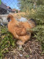 Junger Seidenhuhn-Hahn, handaufgezogen