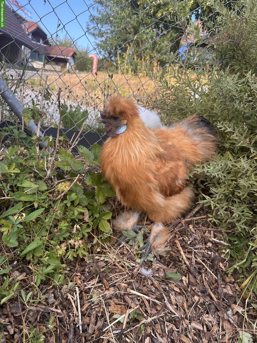 Bild 2: Junger Seidenhuhn-Hahn, handaufgezogen