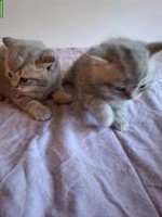 British Shorthair Kitten Silver Tabby
