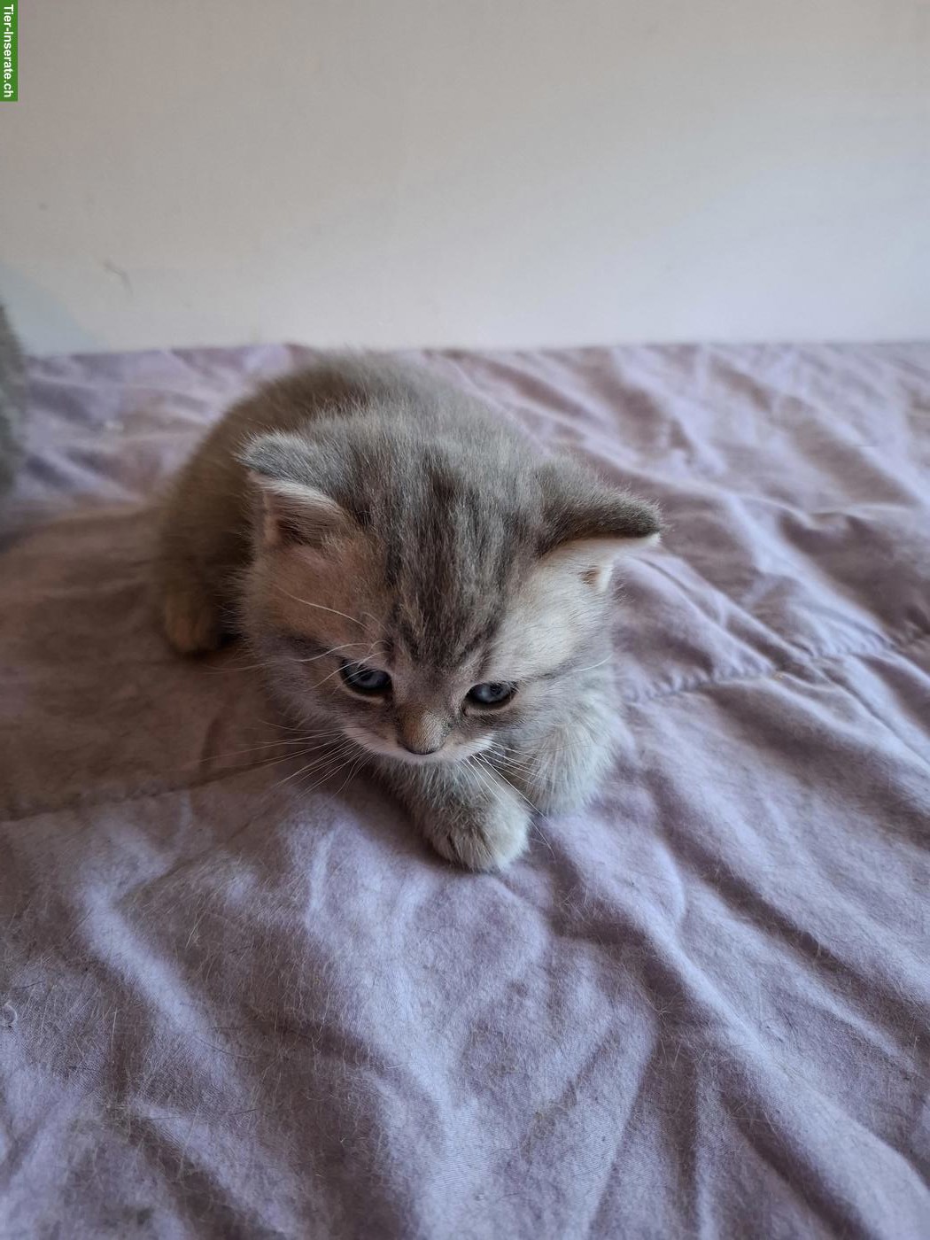 Bild 2: British Shorthair Kitten Silver Tabby