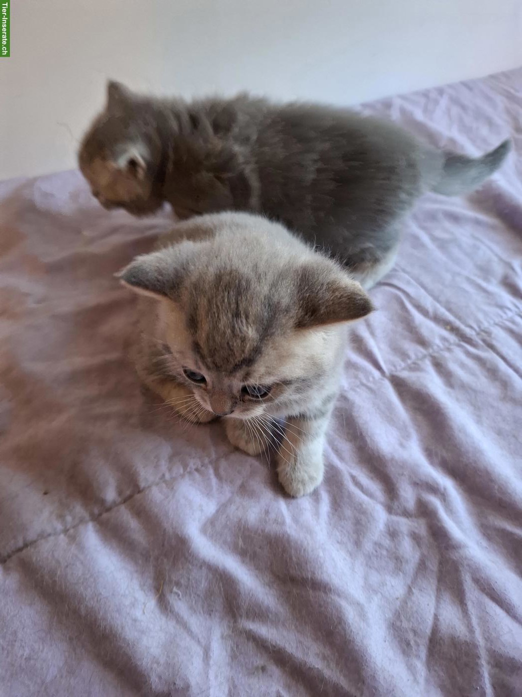 Bild 3: British Shorthair Kitten Silver Tabby