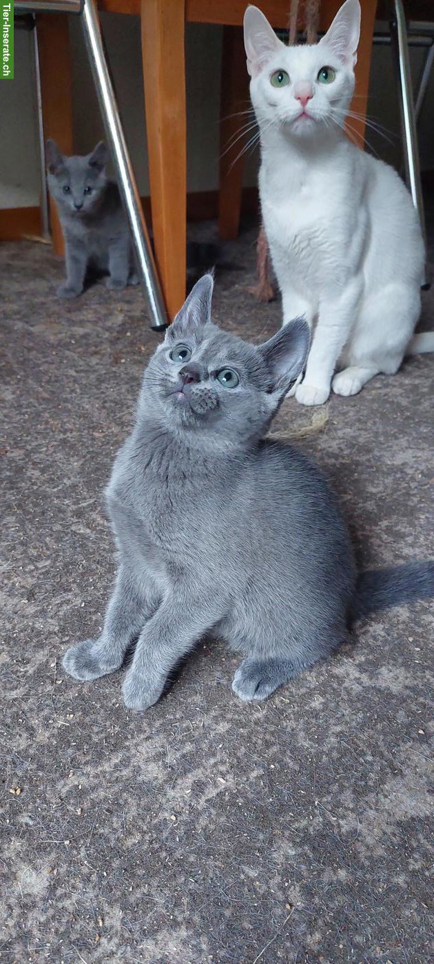 Schönste Jungkatzen Russisch Blau und weiss