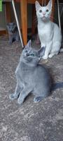 Schönste Jungkatzen Russisch Blau und weiss