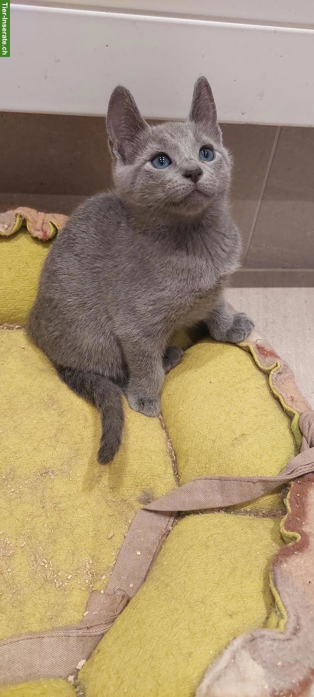 Bild 2: Schönste Jungkatzen Russisch Blau und weiss