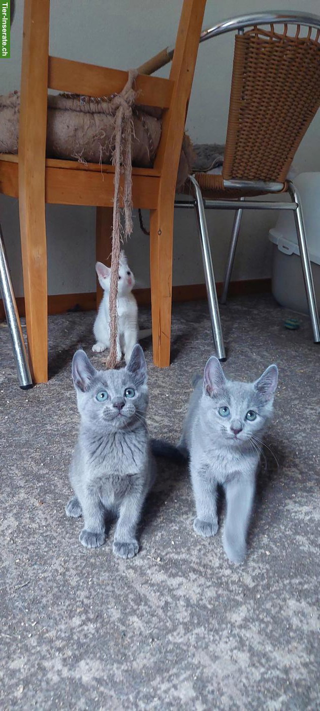 Bild 3: Schönste Jungkatzen Russisch Blau und weiss