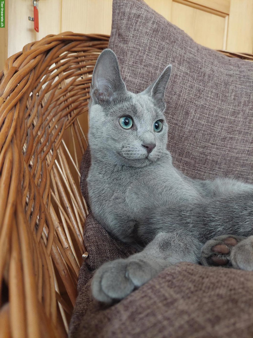 Bild 4: Schönste Jungkatzen Russisch Blau und weiss