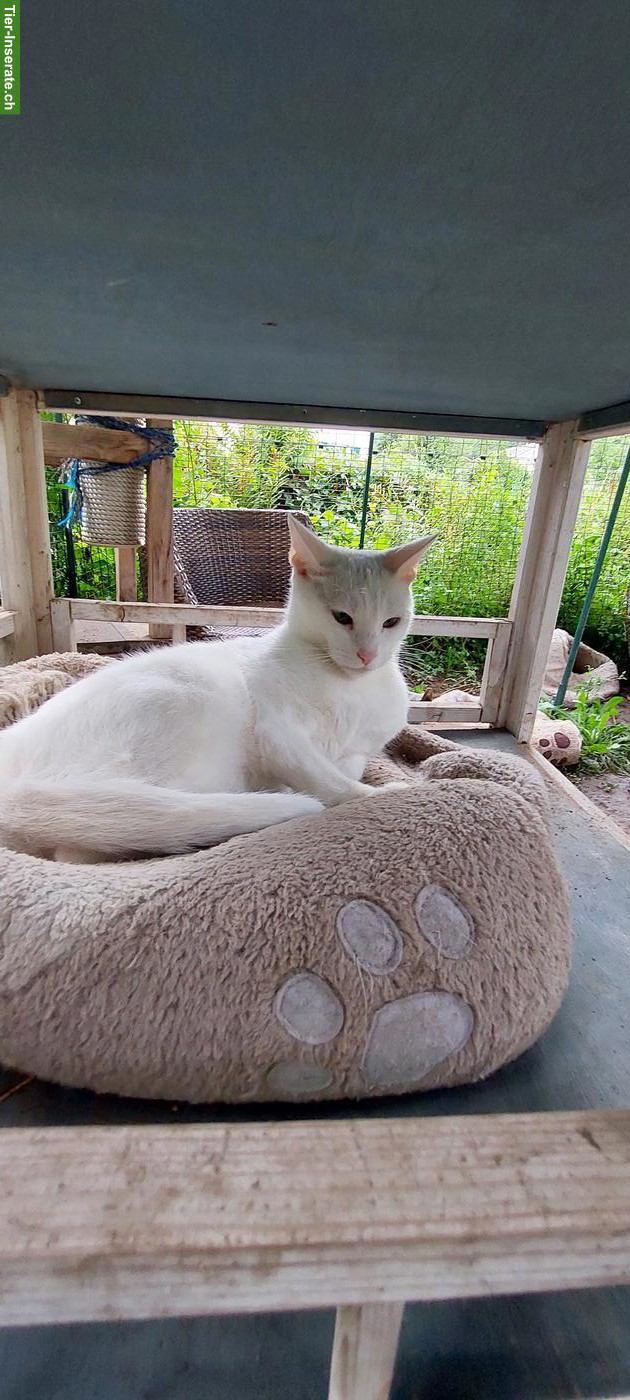 Bild 5: Schönste Jungkatzen Russisch Blau und weiss