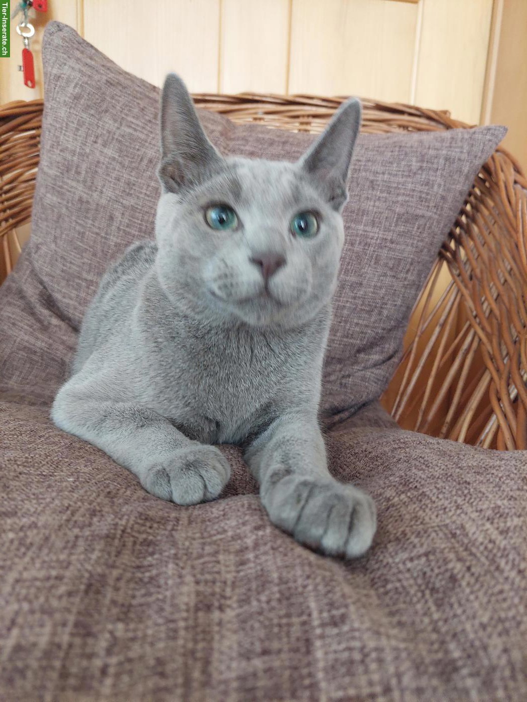 Bild 6: Schönste Jungkatzen Russisch Blau und weiss
