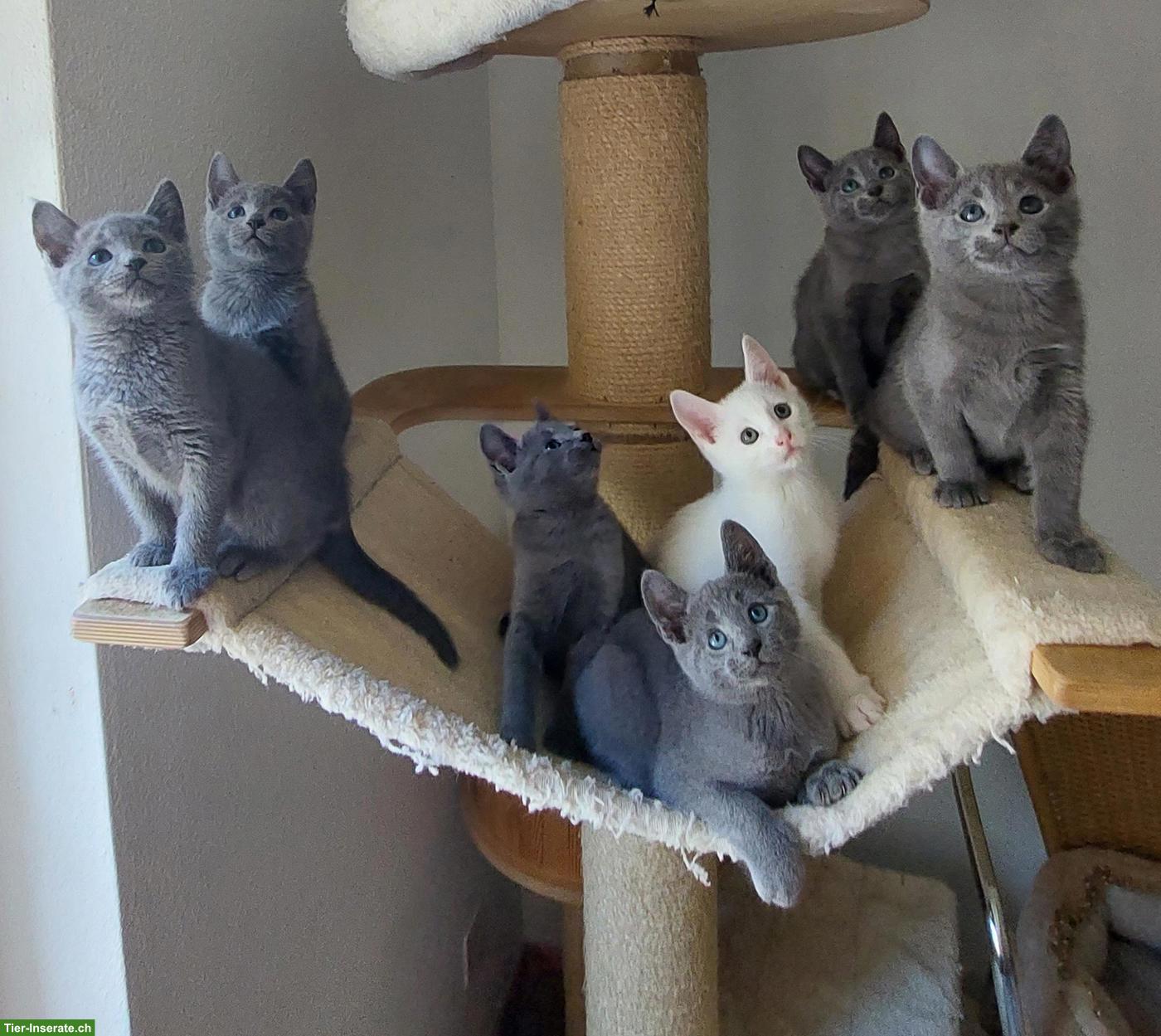 Bild 7: Schönste Jungkatzen Russisch Blau und weiss