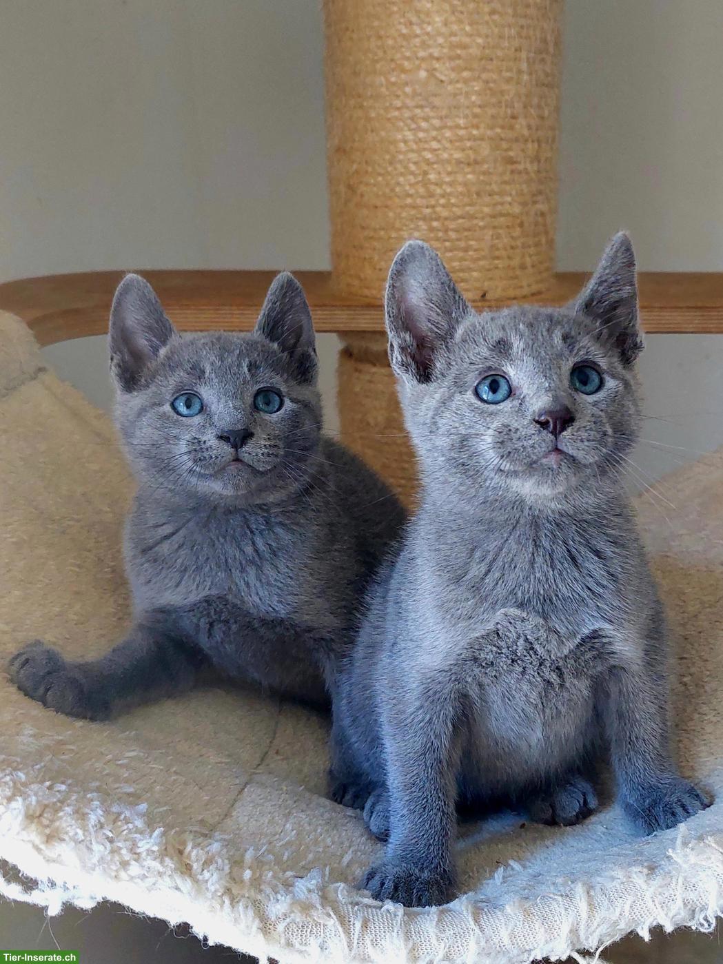 Bild 8: Schönste Jungkatzen Russisch Blau und weiss