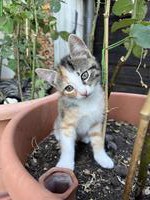 Kitten (weiblich) sucht Zuhause Freigängerkatze