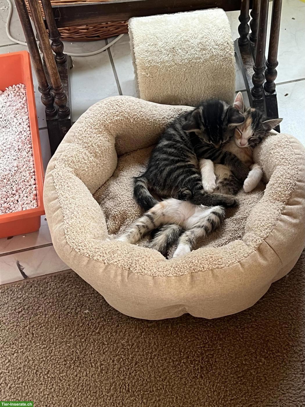 Bild 2: Kitten (weiblich) sucht Zuhause Freigängerkatze