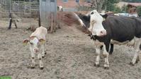 Junge Mutterkuh mit Kalb bei Fuss zu verkaufen