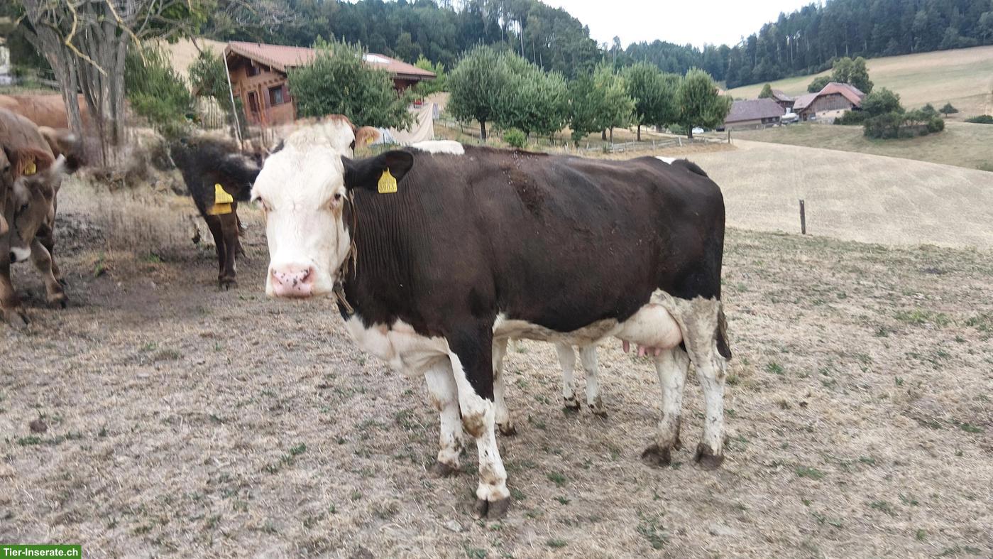 Bild 2: Junge Mutterkuh mit Kalb bei Fuss zu verkaufen