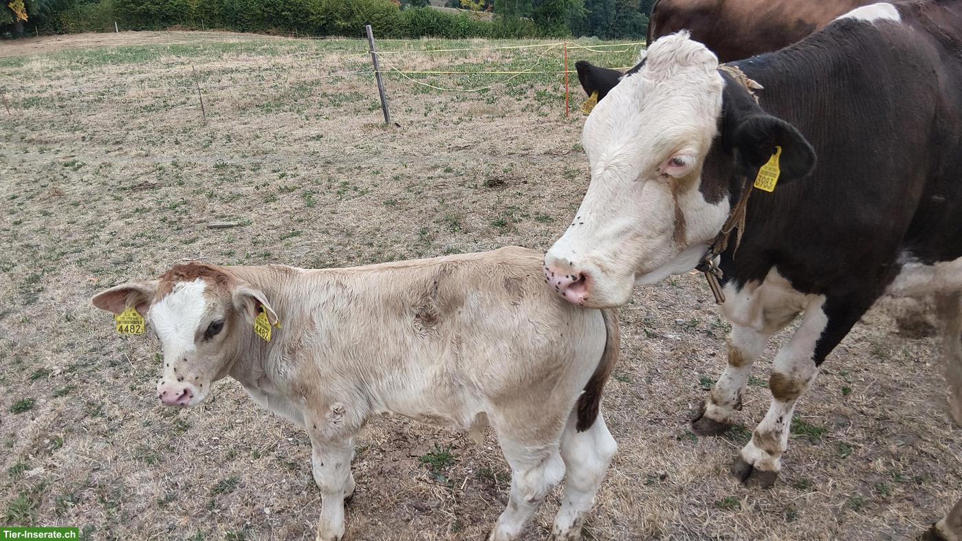 Bild 3: Junge Mutterkuh mit Kalb bei Fuss zu verkaufen