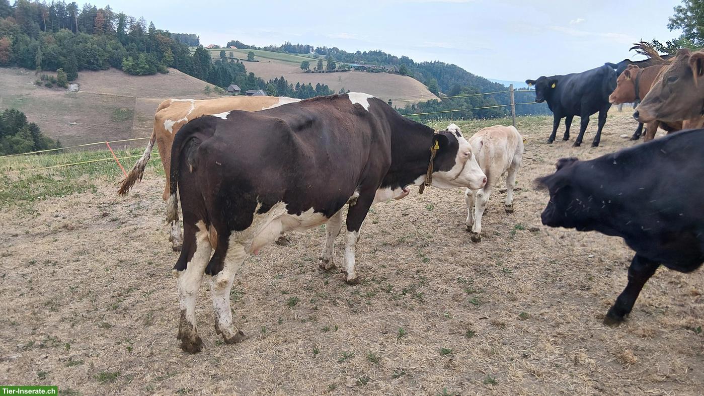 Bild 4: Junge Mutterkuh mit Kalb bei Fuss zu verkaufen