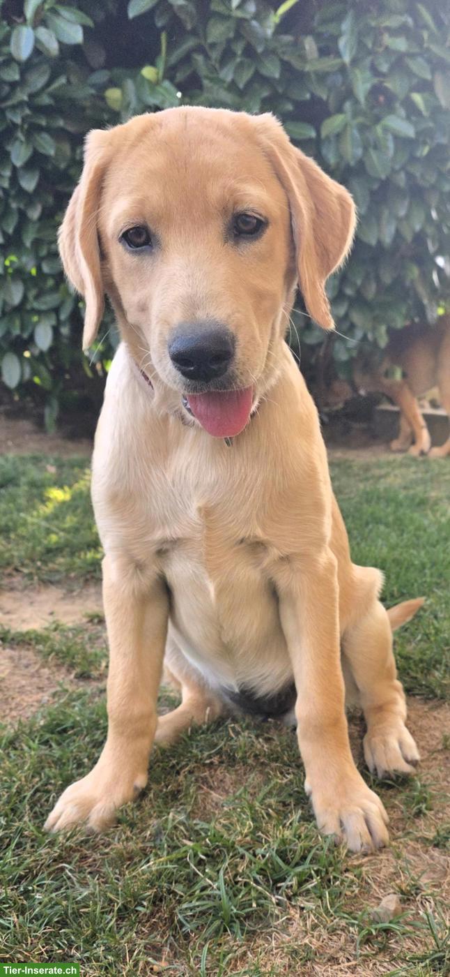 Blonder Labrador Retriever Welpe, weiblich