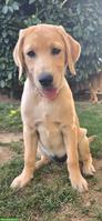 Blonder Labrador Retriever Welpe, weiblich