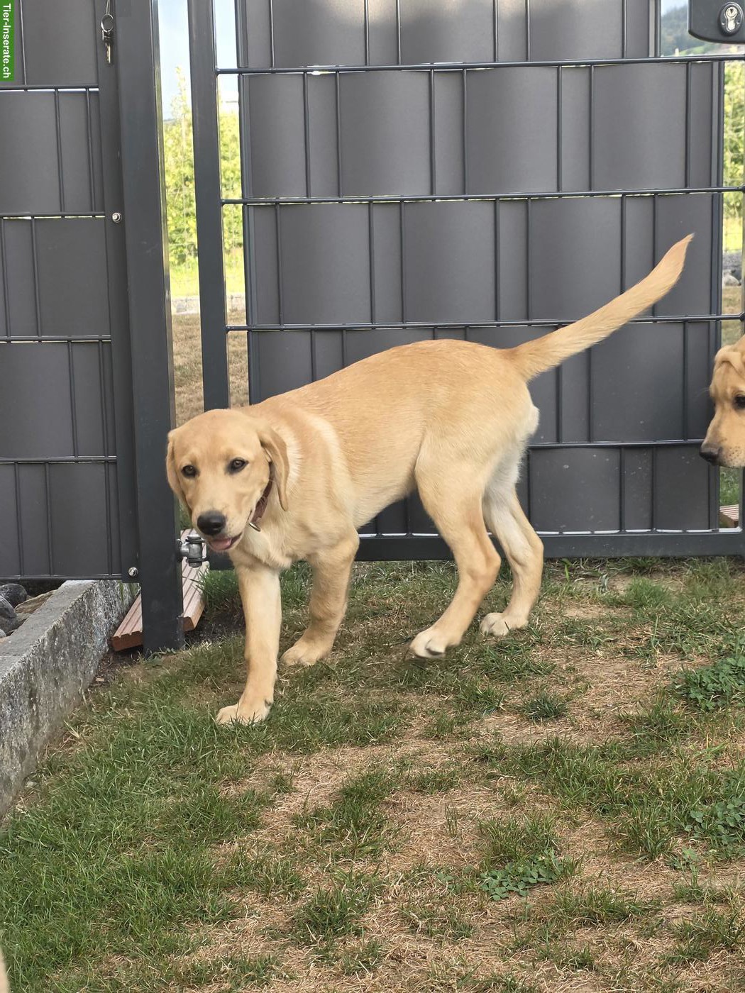 Bild 2: Blonder Labrador Retriever Welpe, weiblich