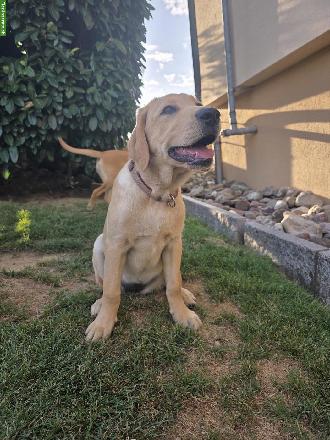 Bild 3: Blonder Labrador Retriever Welpe, weiblich