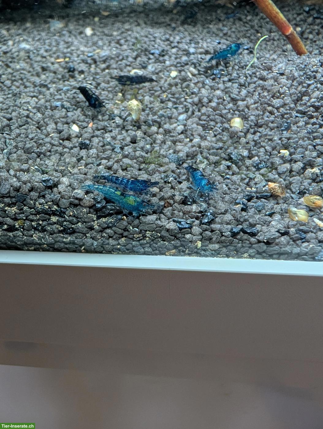 10 Blue Dream Garnelen zu verkaufen