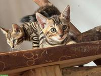 Reinrassige Bengal Kitten mit Stammbaum