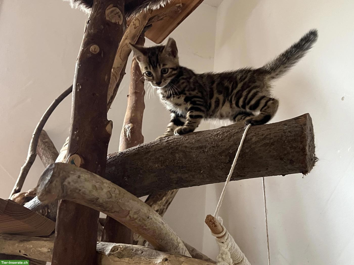 Bild 2: Reinrassige Bengal Kitten mit Stammbaum