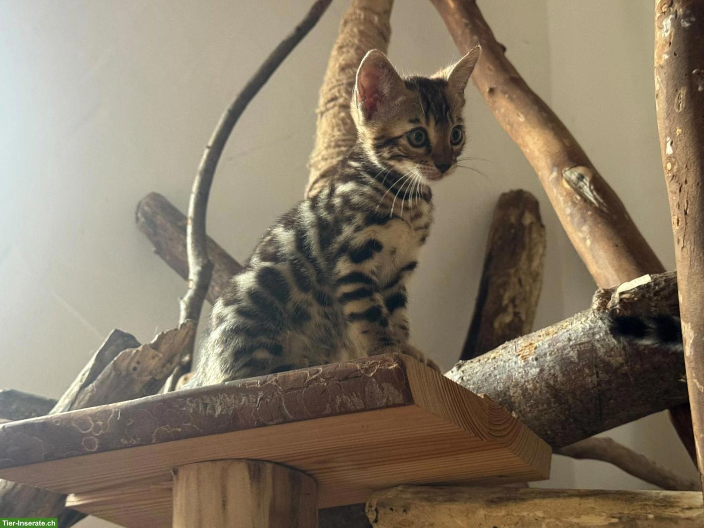 Bild 3: Reinrassige Bengal Kitten mit Stammbaum