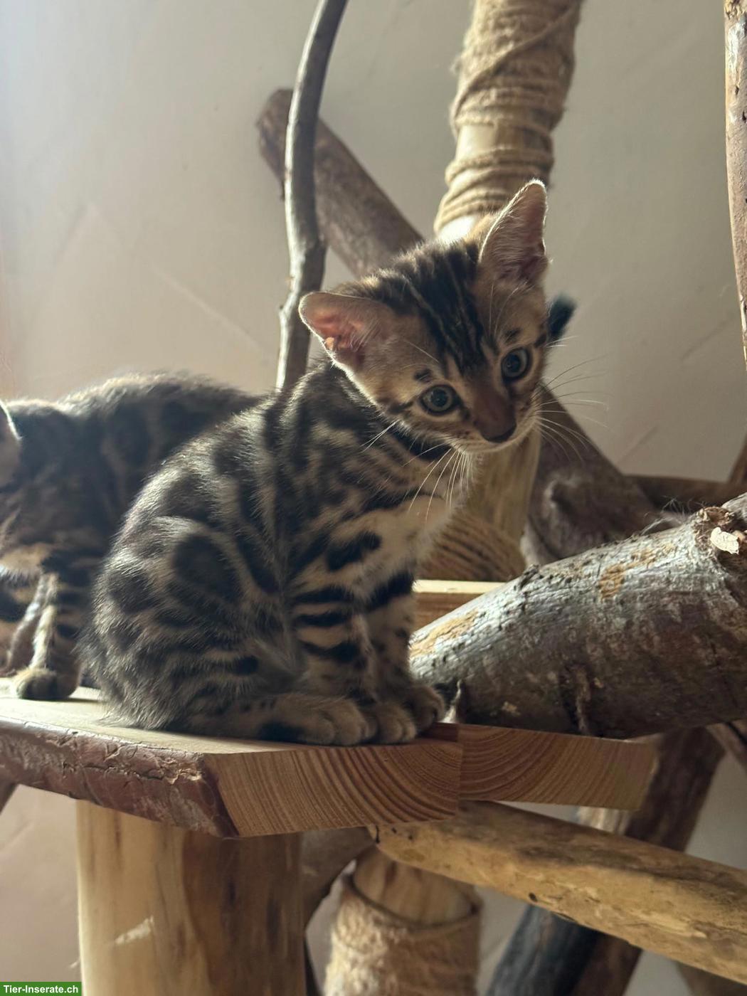 Bild 4: Reinrassige Bengal Kitten mit Stammbaum