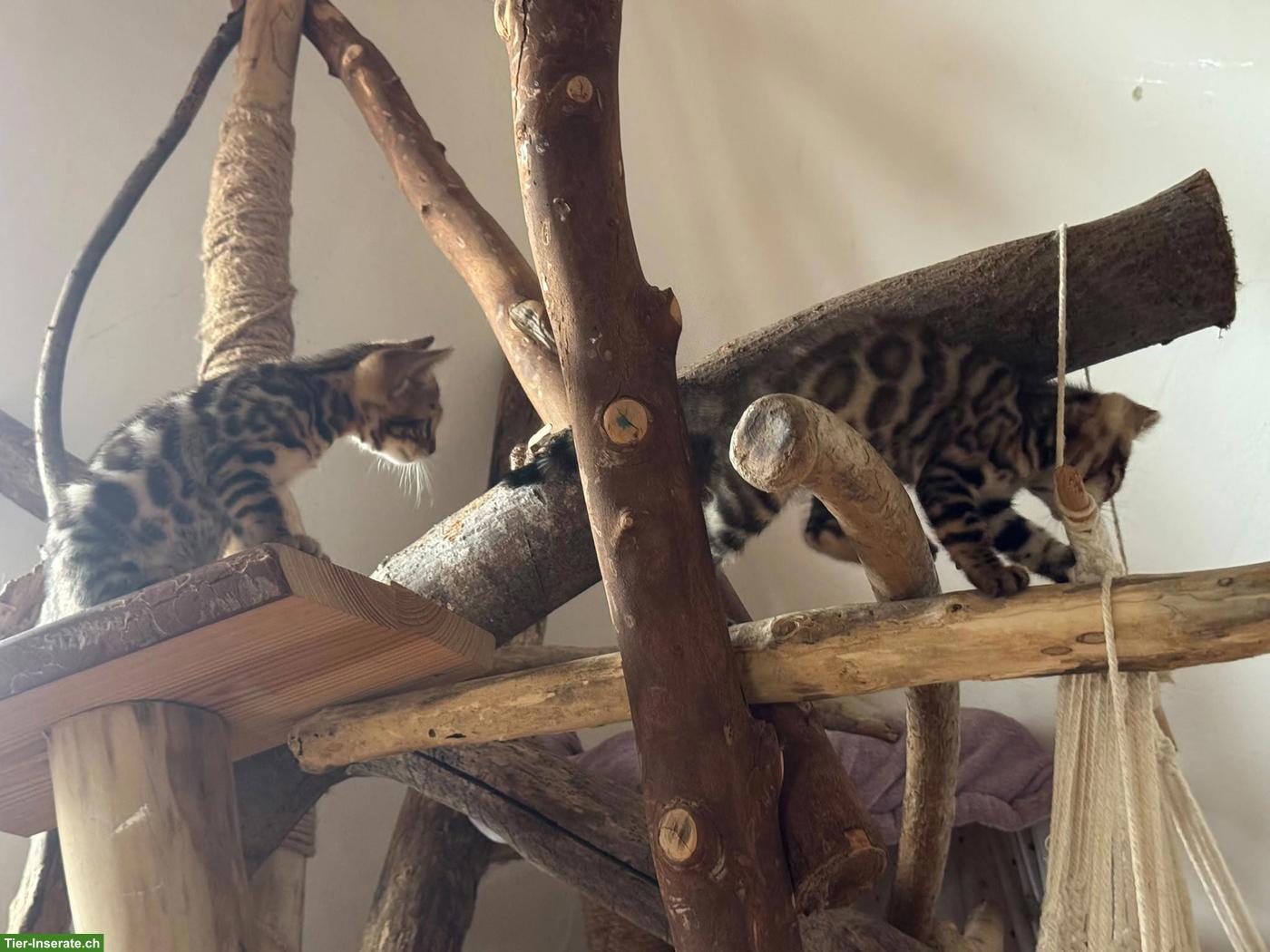 Bild 5: Reinrassige Bengal Kitten mit Stammbaum