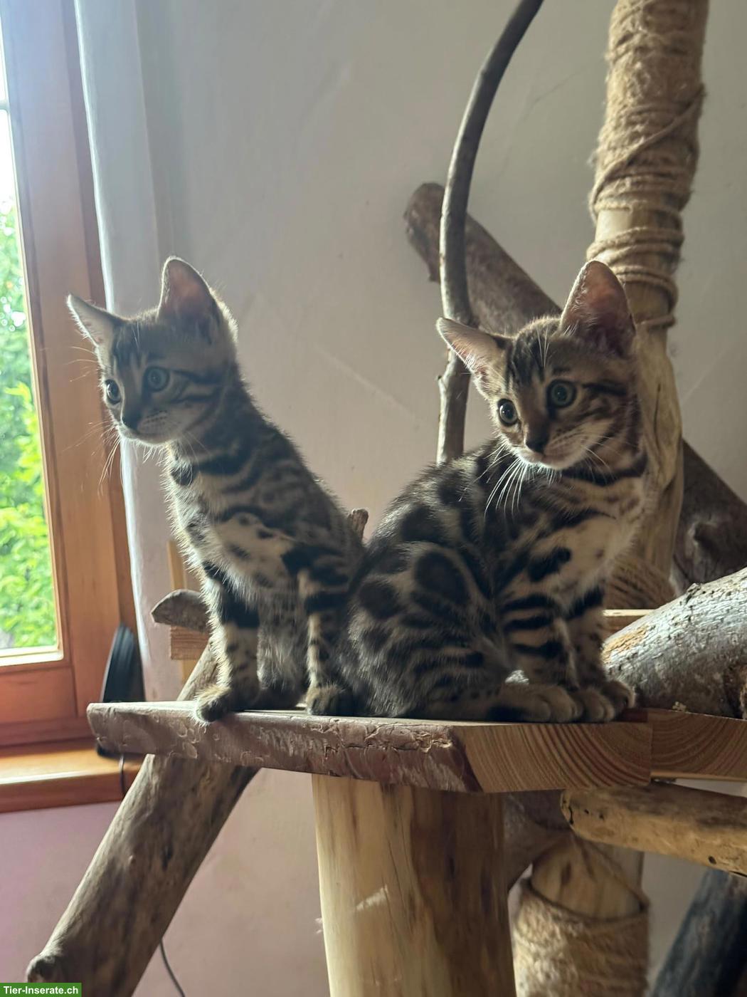Bild 6: Reinrassige Bengal Kitten mit Stammbaum